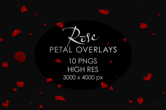 Download Falling Rose Petals Overlay PNGs - Falling Collection